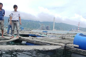 Tình trạng cá nuôi lồng bè gần Nhiệt điện Vĩnh Tân bị chết đã từng nhiều lần xảy ra.