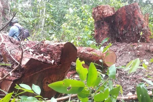Nhiều cây rừng có đường kính lên tới 60cm bị triệt hạ.