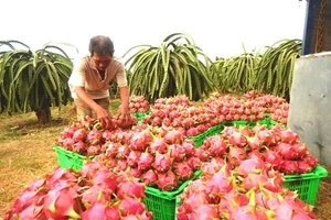 Thanh long Bình Thuận đang tăng giá đột biến.