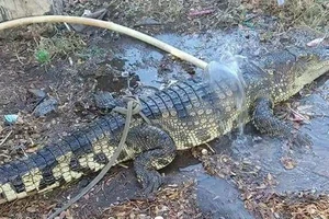 Hãi hùng phát hiện cá sấu dài gần 2m rơi trên Quốc lộ 1A