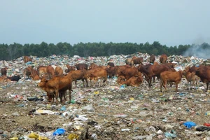 Cả trăm con bò được chăn thả trên bãi rác lớn nhất TP Phan Thiết.