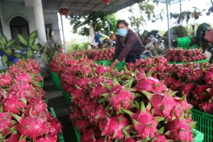 Người trồng thanh long ở Bình Thuận đang lo lắng bì giá loại trái cây này bị rớt giá sâu.
