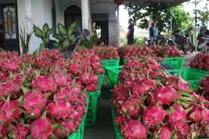 Giá thanh long tại Bình Thuận đang giảm sâu, nông dân thua lỗ nặng.