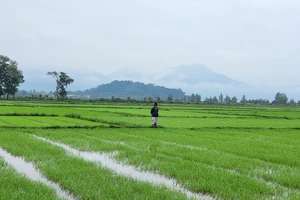 Khánh Hòa chuyển đổi hàng nghìn hecta đất phi nông nghiệp sang đất nông nghiệp