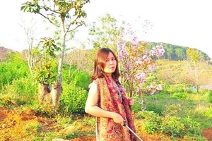 Hình ảnh bà Phạm Thị Minh Hiếu bẻ hoa mai anh đào lan truyền trên mạng xã hội