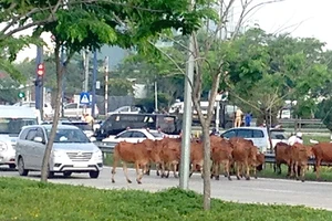 Thả bò trên giao lộ
