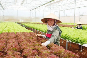Người lao động sản xuất nông nghiệp công nghệ cao tại Lâm Đồng