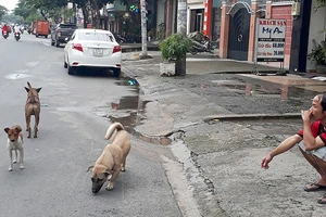 Chó thả rong trên đường Chu Văn An (Bình Thạnh)