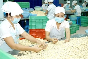 Kim ngạch xuất khẩu điều nhân của Việt Nam đứng số một thế giới. Ảnh: KIM NGÂN