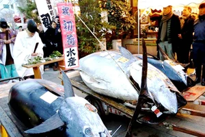Cá ngừ vây xanh giá 36,5 triệu yên