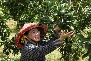 Người dân huyện Tân Uyên vui với vườn cam trĩu quả