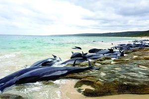 Cá voi chết hàng loạt tại bờ biển Australia