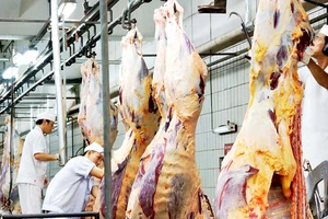 Thịt bò giết mổ công nghiệp tại Vissan