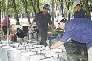 Thu hoạch mủ cao su tại Đông Nam bộ 