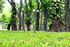 Những bóng mát của cây cổ thụ trong công viên. Ảnh: N.HÀ