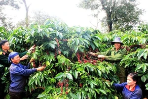 Cà phê xuất khẩu có giá giảm 14,2% khiến kim ngạch giảm 6% 