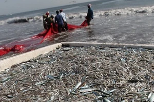 FAO hỗ trợ chống đánh bắt cá trái phép tại Trung Mỹ