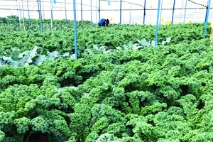 Một dự án được vay vốn phát triển nông nghiệp sạch tại TP Đà Lạt Ảnh: Huy Anh