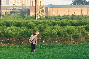 Phun thuốc trừ sâu lên rau muống tại ngoại thành Hà Nội