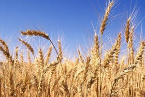 Cấm nhập lúa mì vào Việt Nam vì “loài cỏ độc”