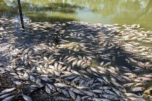 Australia: Nắng nóng khiến cá chết hàng loạt