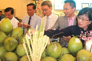 Dừa xiêm xanh Bến Tre được chứng nhận chỉ dẫn địa lý tạo hướng ra cho ngành dừa