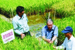 GS - TS Võ Tòng Xuân (giữa) và kỹ sư Hồ Quang Cua (bìa trái) nghiên cứu giống lúa thơm ST. Ảnh: Cao Phong