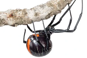 Phát hiện họ hàng mới của nhện “góa phụ đen”