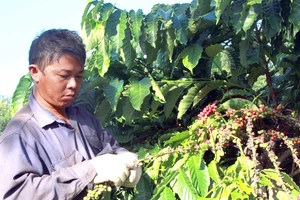 Thu hoạch cà phê đặc sản ở Đắk Lắk