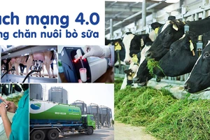 Cách mạng 4.0 trong chăn nuôi bò sữa giúp việc quản lý và vận hành trang trại tối ưu hóa được hiệu quả