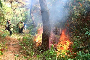 Lực lượng chữa cháy rừng bằng dụng cụ thô sơ