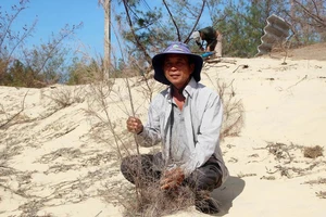 Rừng phi lao ven biển Phú Yên mới trồng bị chết cháy trên cát. Ảnh: NGỌC OAI