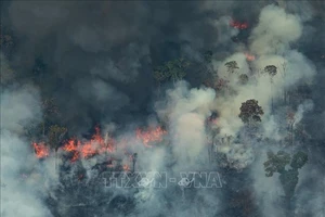 Khói lửa bốc lên từ đám cháy tại rừng Amazon ở Porto Velho, bang Rondonia, miền Tây Bắc Brazil. Ảnh: AFP/TTXVN