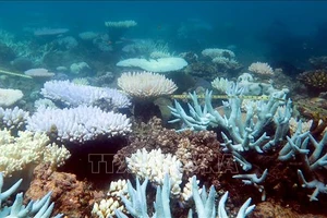 San hô tại rạn san hô Great Barrier Reef, ngày 19-4-2018. Ảnh: AFP/TTXVN