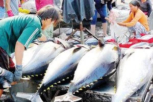 Xuất khẩu hải sản sang EU giảm do thẻ vàng