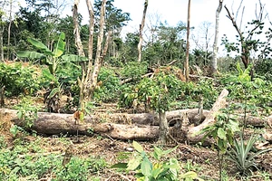 Một khu rừng ở Bờ Biển Ngà bị chặt phá để trồng ca cao