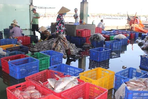 Sơ chế phân loại thủy hải sản ở Cảng Cát Lở, phường 11, TP Vũng Tàu