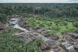 Rừng Amazon lại bị tàn phá