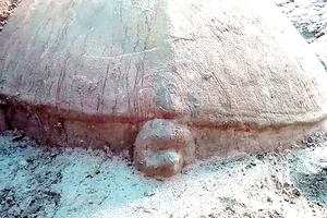 Khai quật rùa đá hàng trăm năm tuổi tại Angkor, Campuchia