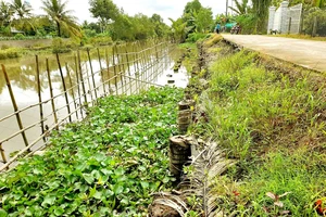 Nông dân chung tay phòng chống sạt lở ở xã Đông Phước A, huyện Châu Thành, tỉnh Hậu Giang