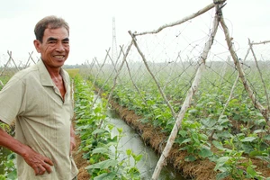 Nhờ chuyển đổi sản xuất hợp lý, nông dân huyện Long Phú, tỉnh Sóc Trăng được vụ hoa màu. Ảnh: TUẤN QUANG