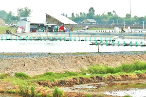 Người dân huyện biên giới Tân Hưng nuôi tôm thẻ trong vùng nước ngọt