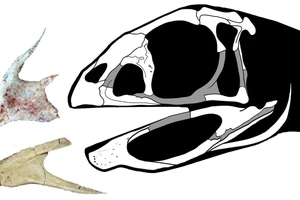 Phát hiện hóa thạch loài khủng long rất hiếm ở Brazil