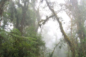 Sáng kiến hỗ trợ cộng đồng bản địa bảo vệ rừng