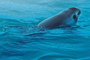 Cá heo vaquita chỉ còn 10 con