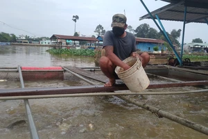 Người dân làng cá Tân Mai, TP Biên Hòa lo lắng vì giá cám liên tục tăng 
