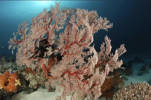 San hô mềm đóng vai trò quan trọng trong hệ sinh thái biển