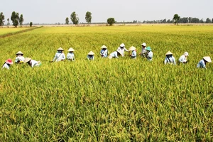 Sáng, tối bức tranh nông sản Việt - Hướng đi bền vững từ sản xuất sạch