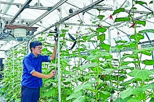Mở rộng hợp tác nông nghiệp Nhật Bản - Việt Nam