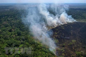 Khói bốc lên từ đám cháy rừng Amazon ở bang Amazonas, Brazil. Ảnh: AFP/TTXVN